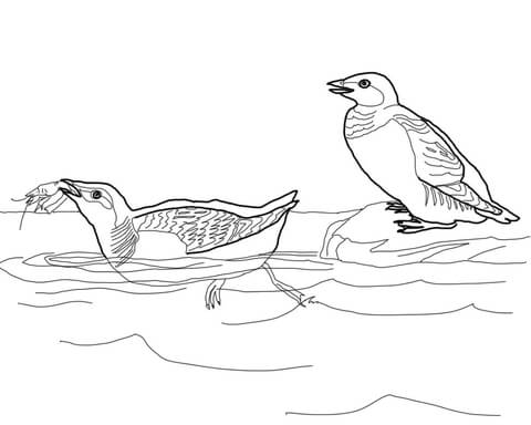 Little Auk Coloring Page